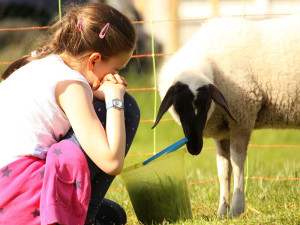 Begegnung mit den Schafen (Foto: Hofgut Oberfeld)