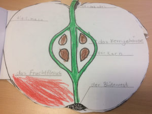 Die Streuobstwiese und der Apfelbaum (Foto: Sylvia Hütter)