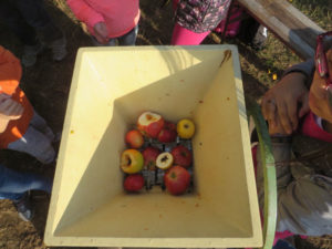 Die Streuobstwiese und der Apfelbaum (Foto: Sylvia Hütter)