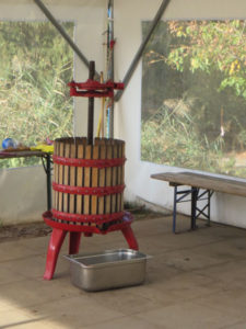 Die Streuobstwiese und der Apfelbaum (Foto: Sylvia Hütter)