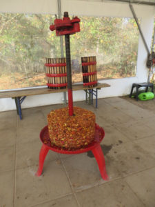 Die Streuobstwiese und der Apfelbaum (Foto: Sylvia Hütter)