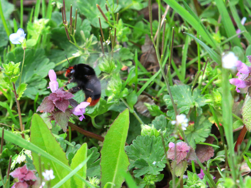 Kindervorlesung Blüten
